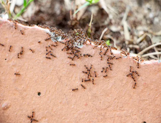 Dedetização de Formigas em São Paulo